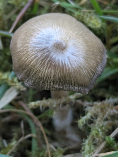 Entoloma calthionis