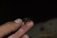 Cambarellus montezumae