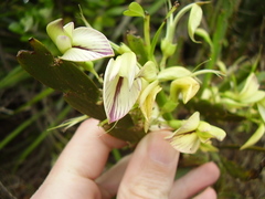 Carmichaelia williamsii