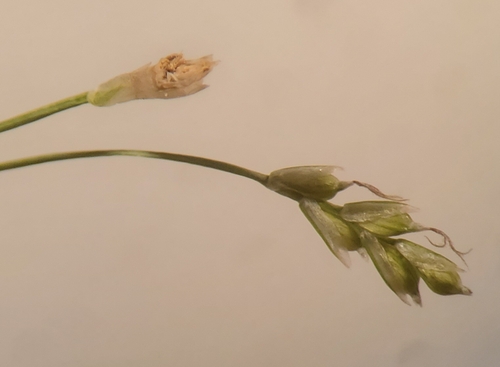 Image of Carex eburnea by (c) hr_dragonfly, some rights reserved (CC BY)