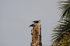 Coracias cyanogaster
