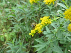 Merodon constans