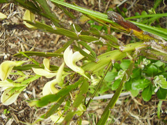 Carmichaelia williamsii