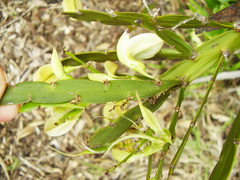 Carmichaelia williamsii