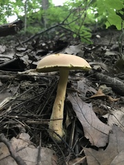Boletus miniatopallescens