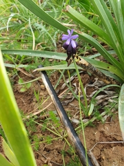 Muscari baeticum, photograph (c) Mehdi Chetibi, some rights reserved (CC BY)