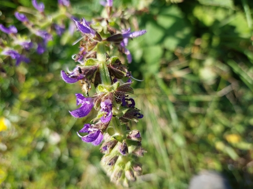Image of Salvia sclareoides by (c) dejone, some rights reserved (CC BY)