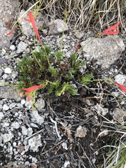 Penstemon pinifolius