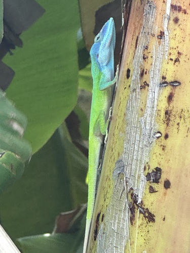 Placetas