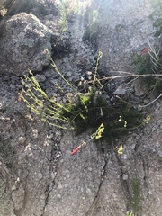 Penstemon pinifolius