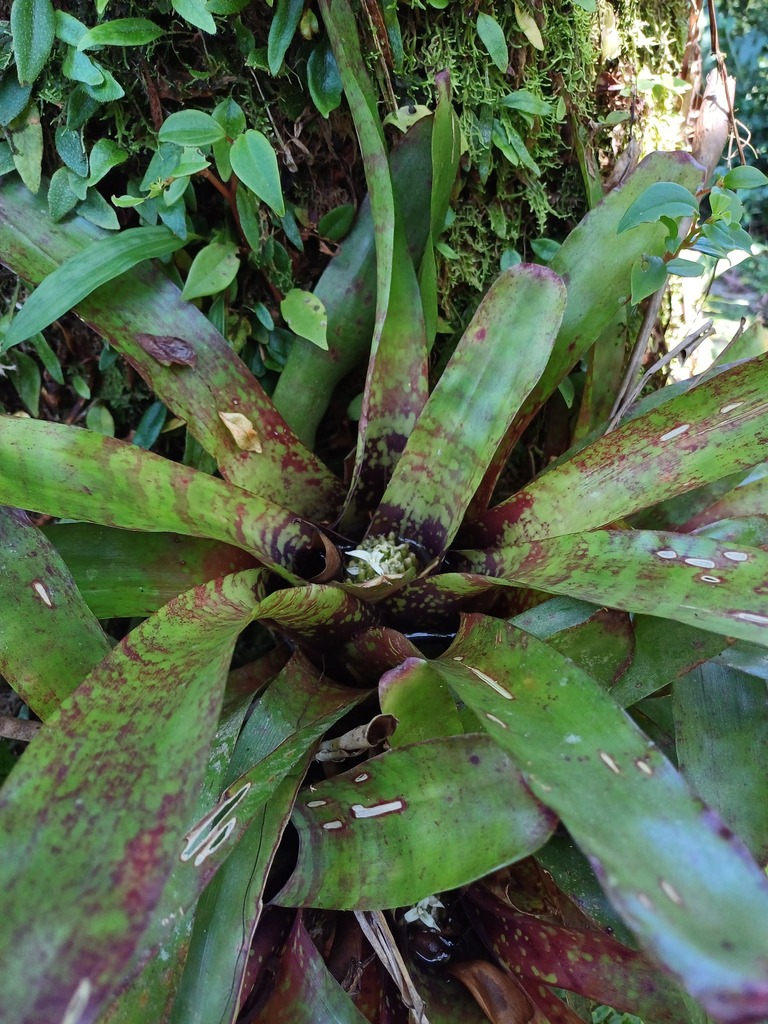 Neoregelia maculata
