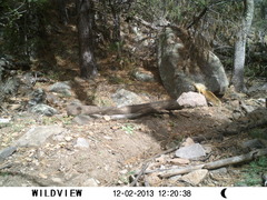 Sciurus nayaritensis apache