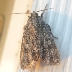 Acronicta impleta
