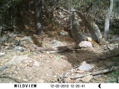 Sciurus nayaritensis apache