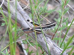 Macrotona securiformis