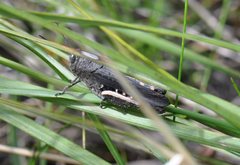 Cirphula pyrrhocnemis