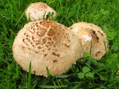 Chlorophyllum