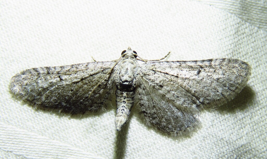 Eupithecia zygadeniata
