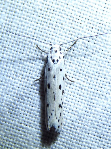 Ethmia apicipunctella photo 4