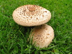 Chlorophyllum