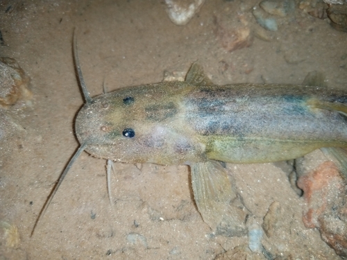 Eel catfish (Heptapterus mustelinus) — Heptapteridae — 2