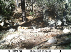 Sciurus nayaritensis apache