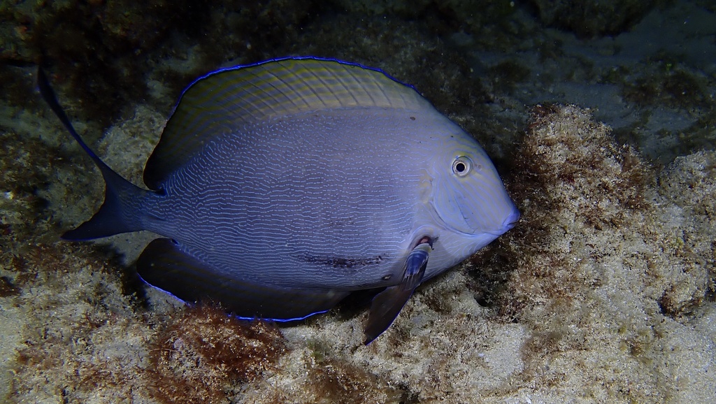 Bluelined surgeonfish