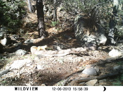 Sciurus nayaritensis apache