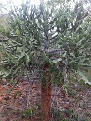 Euphorbia antiquorum