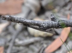 Glenoleon pulchellus