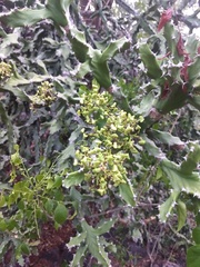 Euphorbia antiquorum