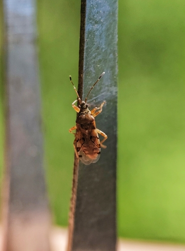 Bryanellocoris observed 2025-03-26