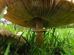 Chlorophyllum