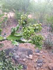Euphorbia antiquorum
