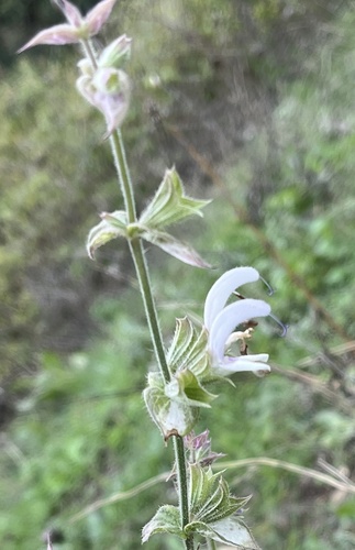 Mullein Sage (Salvia verbascifolia)