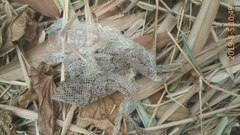 Malayopython reticulatus