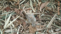 Malayopython reticulatus