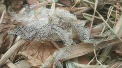 Malayopython reticulatus