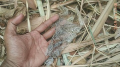 Malayopython reticulatus