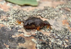 Microkayla adenopleura