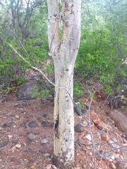 Vachellia leucophloea