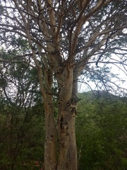 Vachellia leucophloea