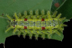 Spiny Oak-slug Moth