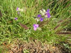 Tradescantia crassifolia