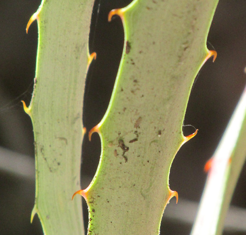 Hechtia podantha, photograph 6