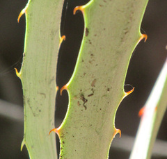 Hechtia podantha, photograph author not stated, no rights reserved