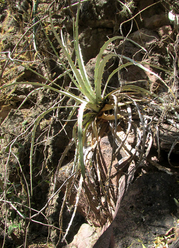 Hechtia podantha, photograph 5