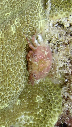 Exopalicus maculatus, 2025-03-25