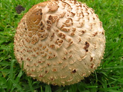 Chlorophyllum