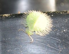 Nymphidae